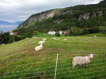 ヘーラン村の羊