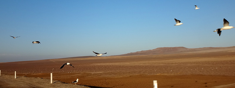 海鳥と砂丘
