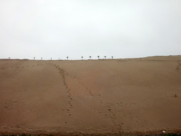 砂丘と崩落防止用の植樹