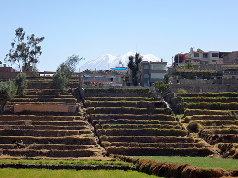 パウカルパタの段々畑とチャチャニ