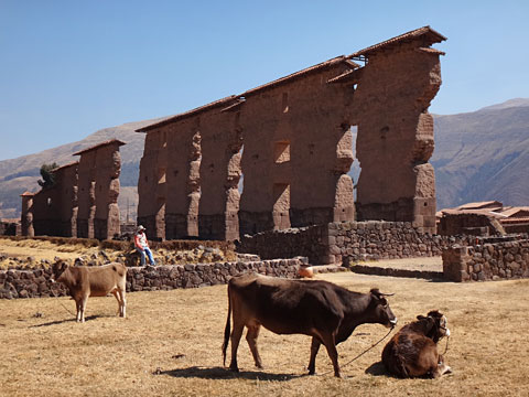 ビラコチャ神殿と牛たち