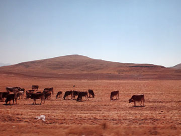 Altiplanoの牛