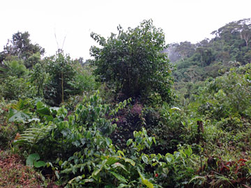 周囲のジャングル