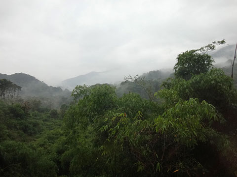 霧雨のジャングル