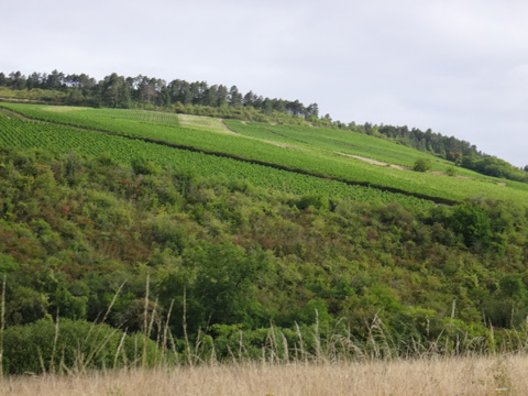 イランシーの葡萄畑