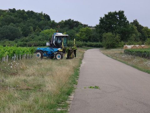 葡萄畑のトラクター