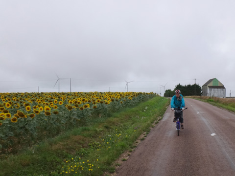 風車とひまわり畑