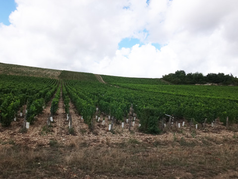 ベーヌ付近の葡萄畑