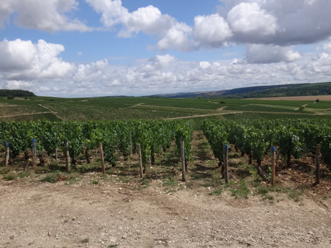 グラン・クリュ・ブランショ