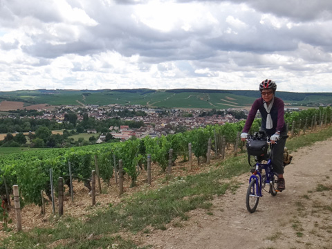 シャブリのグラン・クリュ畑を行く
