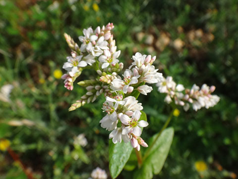 蕎麦の花