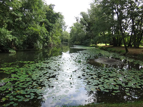 スラン川の睡蓮