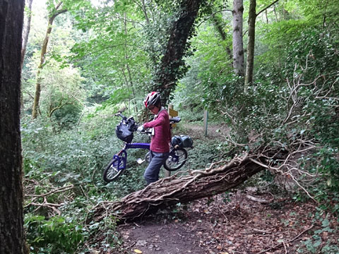 倒木を跨ぐサリーナ