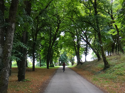 丘の北側の森を下る