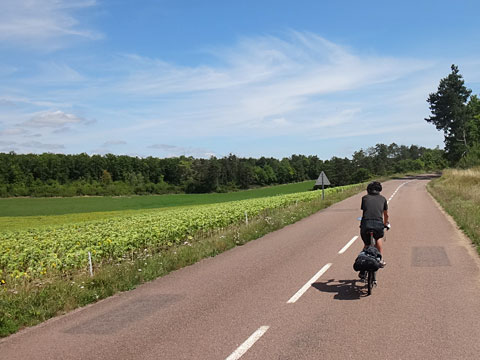 ひまわり畑を通る