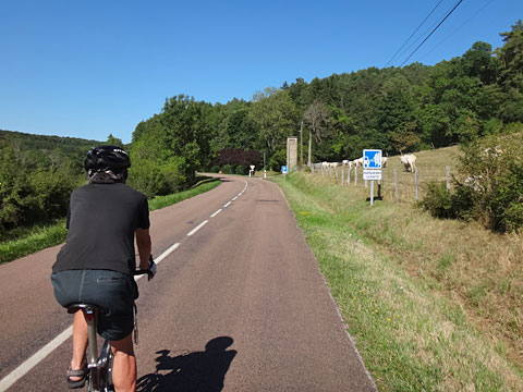 白牛たちとサイダー