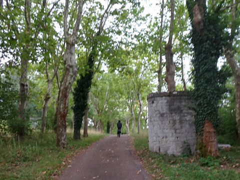 プラターヌ通り