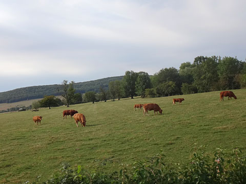 牧草地の牛たち