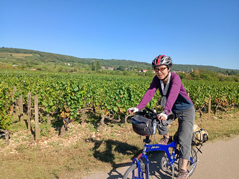 ブドウ畑を走る