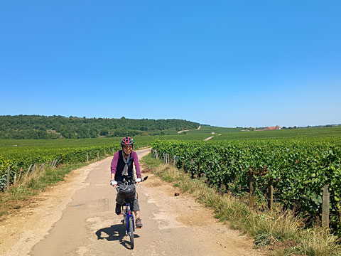 日差しの照りつけるブドウ畑