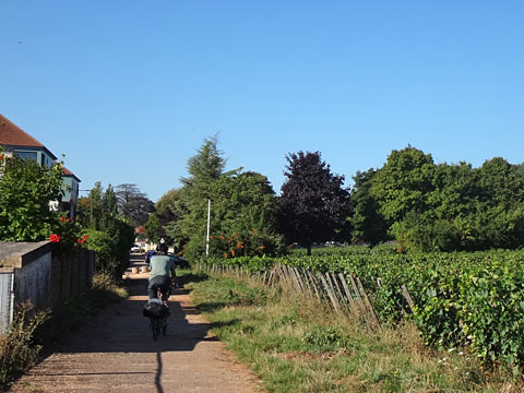 右手にブドウ畑