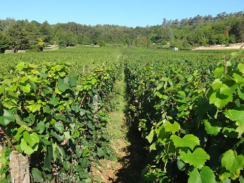 傾斜地でのブドウ栽培