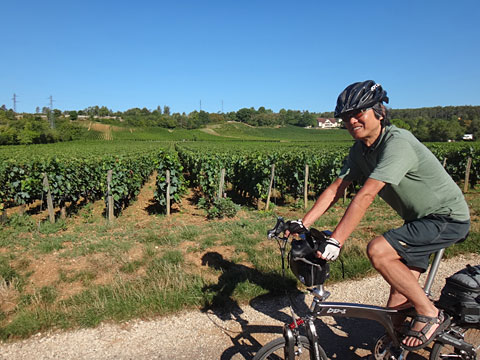 ブドウ畑を走るサイダー