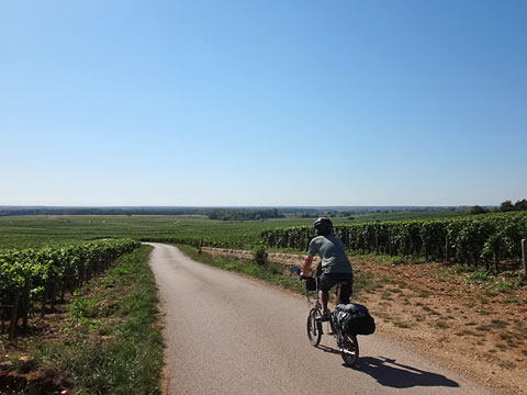 広大なブドウ畑