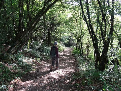 木漏れ日の遊歩道