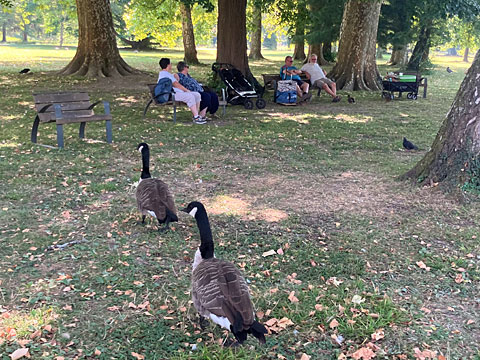 散策する水鳥たち