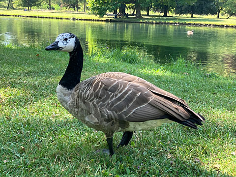 カナダガン？