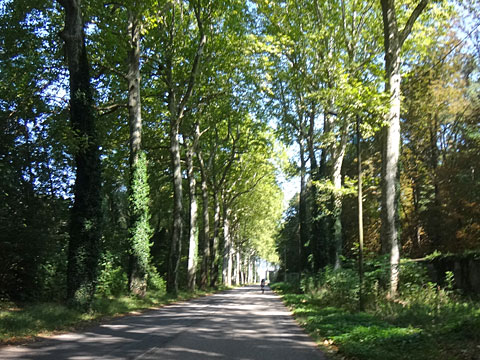 まっすぐ続く並木道