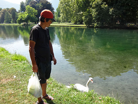 サイダーとコブハクチョウ