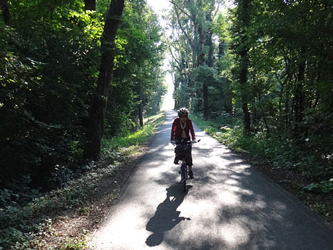 林を走るサリーナ