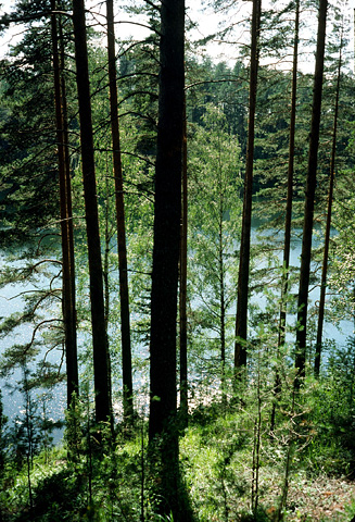 松の木と湖